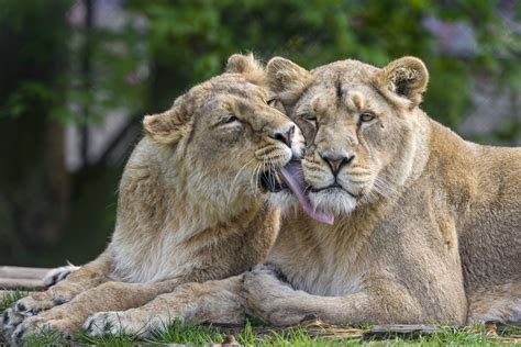 lion couple images